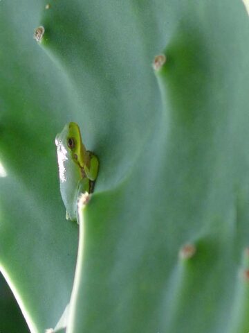 Lg. Giant Old Mexico Cactus Plant Grows 12 Inch Plus Pads (opuntia gomei mex) - Image 3