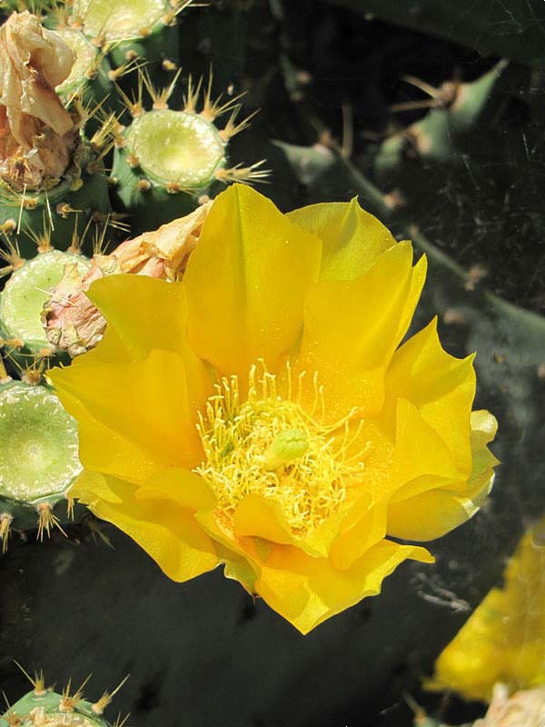 Lg. Giant Old Mexico Cactus Plant Grows 12 Inch Plus Pads (opuntia gomei mex) - Image 4