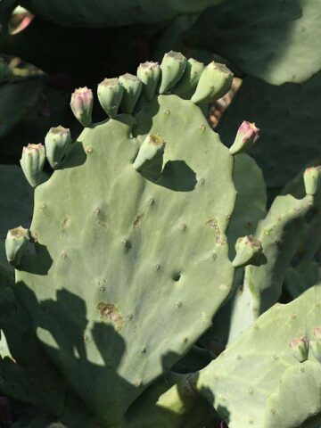 Lg. Giant Old Mexico Cactus Plant Grows 12 Inch Plus Pads (opuntia gomei mex) - Image 5