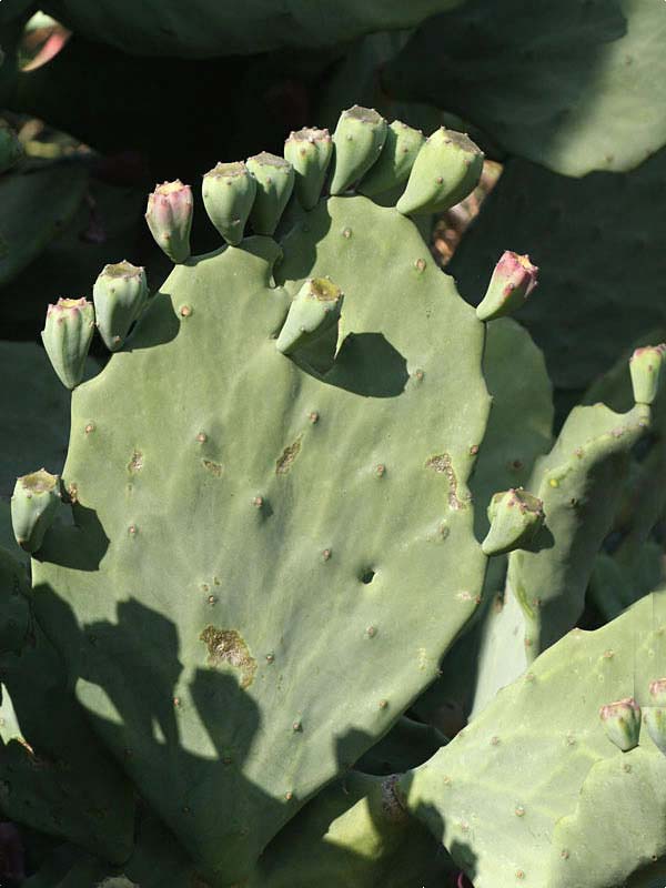 Lg. Giant Old Mexico Cactus Plant Grows 12 Inch Plus Pads (opuntia gomei mex) - Image 5