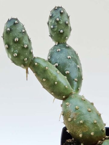 Cylindrical Super Tiny Flowering Cactus Plant (opuntia fragilis) - Image 2