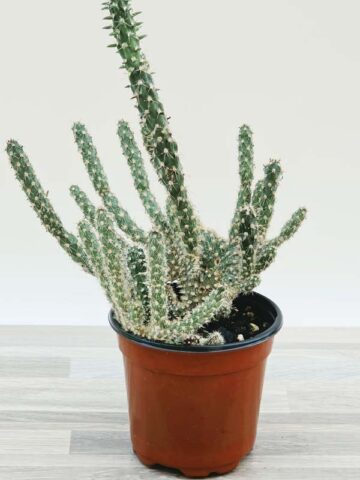 Speckled Beaver Tail Cactus Plant (opuntia parryi serpentina cristata) - Image 2