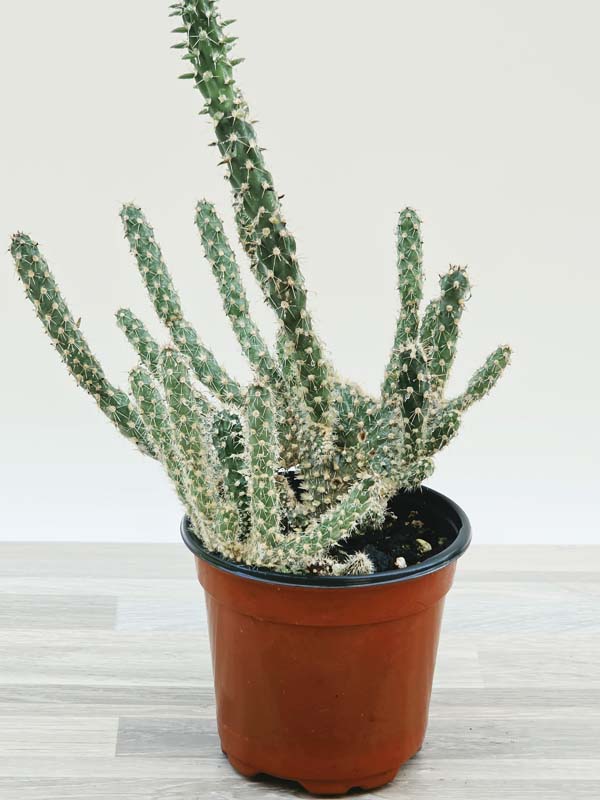 Speckled Beaver Tail Cactus Plant (opuntia parryi serpentina cristata) - Image 2