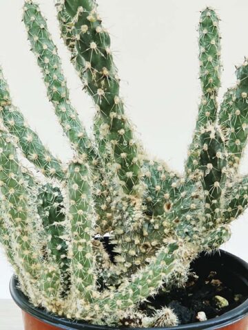 Speckled Beaver Tail Cactus Plant (opuntia parryi serpentina cristata)
