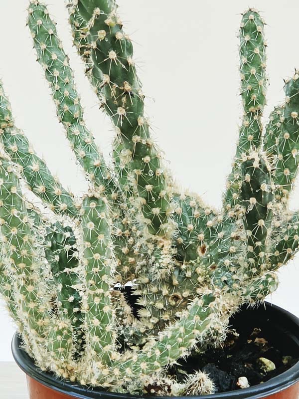 Speckled Beaver Tail Cactus Plant (opuntia parryi serpentina cristata)