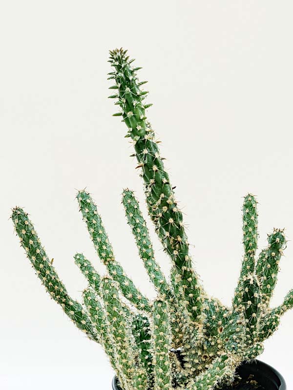 Speckled Beaver Tail Cactus Plant (opuntia parryi serpentina cristata) - Image 3