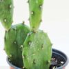 Lg. Wicked Wild West Pad Cactus Plant (opuntia quimilo sp)