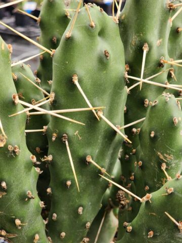 Lg. Wicked Wild West Pad Cactus Plant (opuntia quimilo sp)