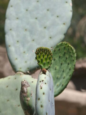 Lg. Giant Blue Moon Pad Cactus Plant (opuntia robusta) - Image 3
