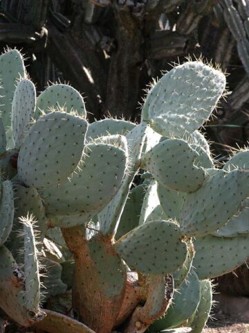 Lg. Giant Blue Moon Pad Cactus Plant (opuntia robusta) - Image 2