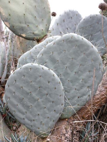 Lg. Giant Blue Moon Pad Cactus Plant (opuntia robusta) - Image 4