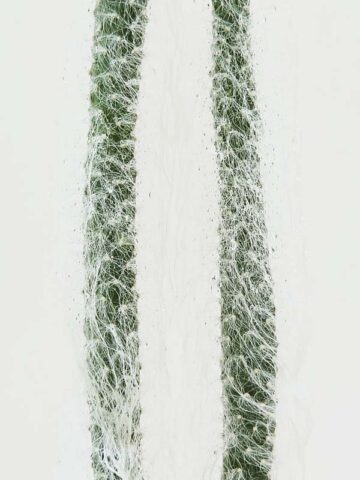 Sasquatch Prickly Pear Snow Cactus Plant (opuntia polyacantha snow) - Image 5
