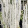 Sasquatch Prickly Pear Snow Cactus Plant (opuntia polyacantha snow)