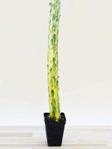 Cylindrical Long Leaf Variegated Cactus Plant (opuntia subulata variegata)