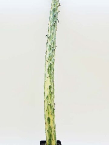 Cylindrical Long Leaf Variegated Cactus Plant (opuntia subulata variegata) - Image 2
