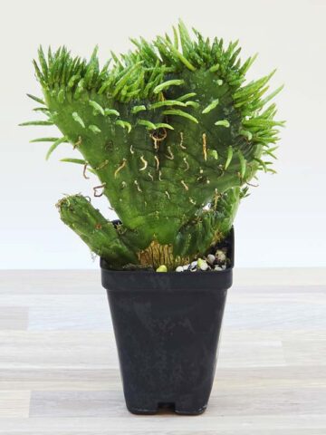 Fast Growing Crested Sea Anemone Cactus Plant (opuntia subulata) - Image 2
