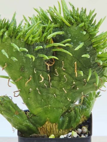 Fast Growing Crested Sea Anemone Cactus Plant (opuntia subulata) - Image 3