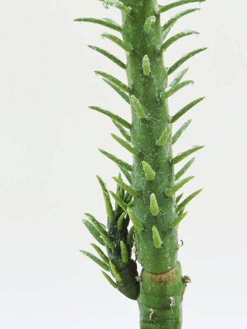 Upright Sea Anemone Cactus Plant (opuntia subulata)