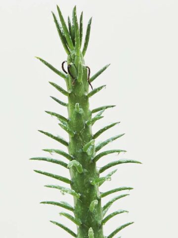 Upright Sea Anemone Cactus Plant (opuntia subulata) - Image 3