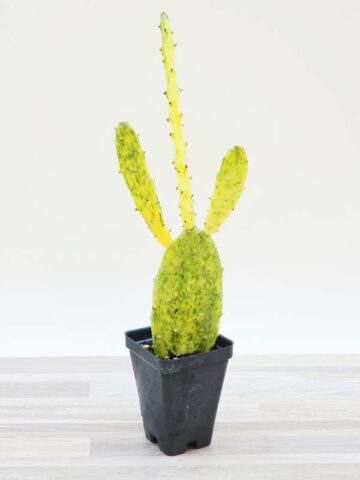 Alternative view of Sunburst Prickly Pear Cactus Plant (opuntia cochenillifera variegata)