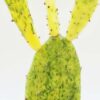 Sunburst Prickly Pear Cactus Plant (opuntia cochenillifera variegata)