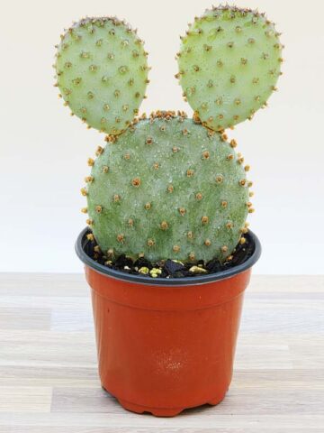 Lg. Beautiful Deep Purple Prickly Pear Short Spine Cactus Plant (opuntia violacea santa rita) - Image 5