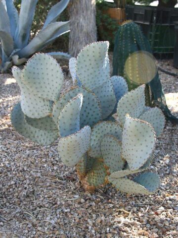 Beautiful Deep Purple Prickly Pear Short Spine Cactus Plant (opuntia violacea santa rita) - Image 3