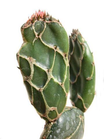 Rare Opuntia Cobra, Opuntia Zebrina Reticulata