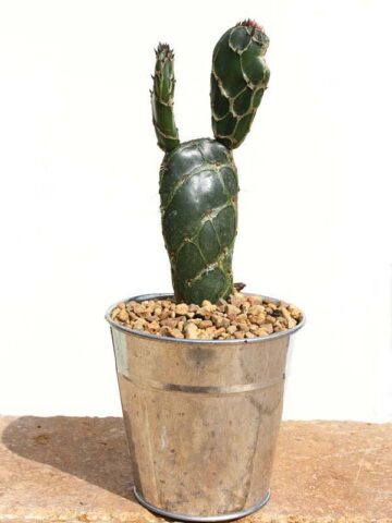 Rare Opuntia Cobra, Opuntia Zebrina Reticulata - Image 2
