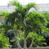 Lg. Christmas Palm Tree (adonidia merrillii)