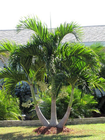 Lg. Christmas Palm Tree (adonidia merrillii)