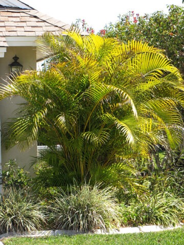 Alternative view of Lg. Yellow Butterfly Palm Tree (areca lutescens)