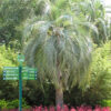 Lg. Hardy Feather Leaf Pindo Jelly Palm Tree (butia capitata)