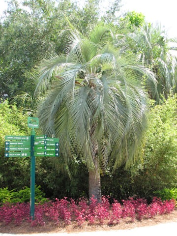 Lg. Hardy Feather Leaf Pindo Jelly Palm Tree (butia capitata)