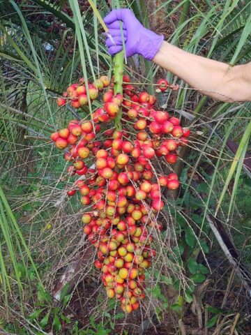 Lg. Hardy Feather Leaf Pindo Jelly Palm Tree (butia capitata) - Image 3