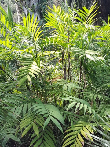 Alternative view of Lg. Clustering Hardy Bamboo Palm (chamaedorea microspadix)