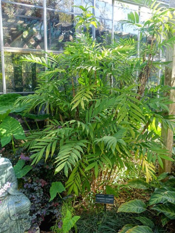 Lg. Clustering Hardy Bamboo Palm (chamaedorea microspadix)