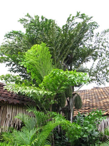 Lg. Clumping Fish Tail Palm Tree (caryota mitis)