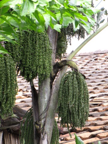 Alternative view of Lg. Clumping Fish Tail Palm Tree (caryota mitis)