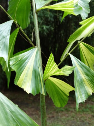 XL Variegated Fish Tail Palm Tree (caryota mitis) - Image 3