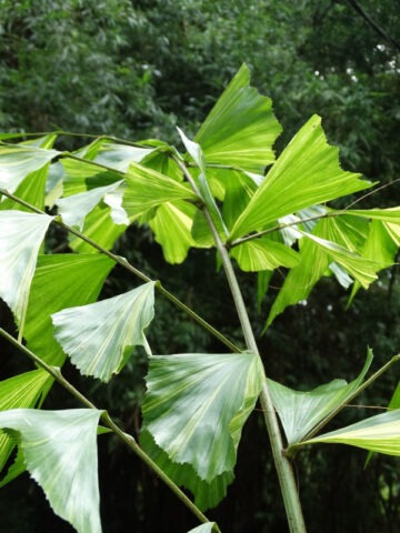 XL Variegated Fish Tail Palm Tree (caryota mitis) - Image 5