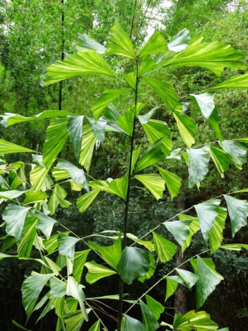 XL Variegated Fish Tail Palm Tree (caryota mitis) - Image 4