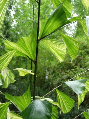 XL Variegated Fish Tail Palm Tree (caryota mitis)