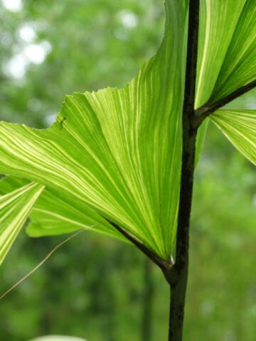 Alternative view of XL Variegated Fish Tail Palm Tree (caryota mitis)