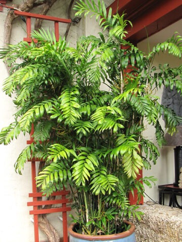 Alternative view of Lg. Long Stem Bamboo Palm Tree (chamaedorea seifrizii)