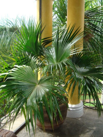 Lg. Chinese Fan Palm Tree (livistona chinensis)