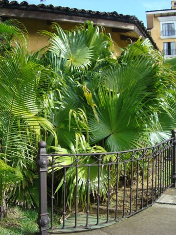 Alternative view of Lg. Chinese Fan Palm Tree (livistona chinensis)