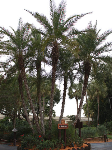 Alternative view of Lg. Senegal Date Palm Tree (phoenix reclinata)