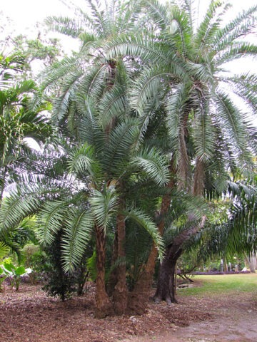 Lg. Senegal Date Palm Tree (phoenix reclinata)
