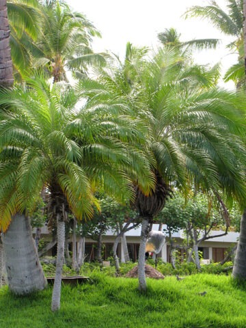 Lg. Miniature Date Palm Tree (phoenix roebelenii)